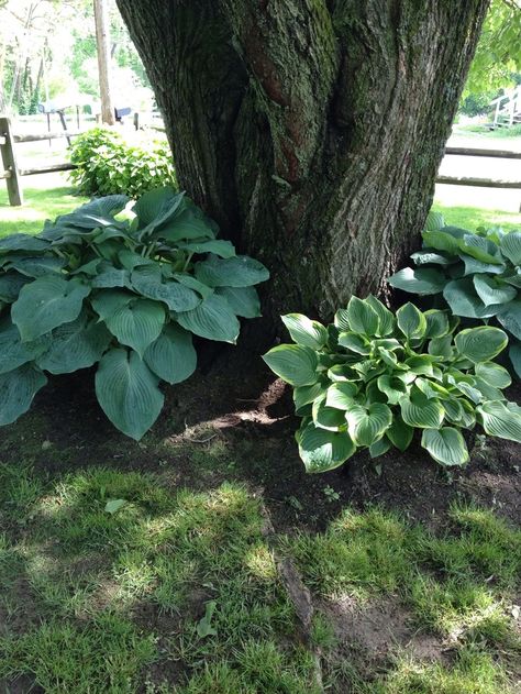 Hostas around Trees | Hostas around the base of a tree Hostas Around Tree Base, Ideas Around Trees, Flower Beds Ideas, Transplant Hostas, Beds Ideas, Landscaping Around Trees, Hosta Gardens, Backyard Flowers, Front Yard Landscaping Design