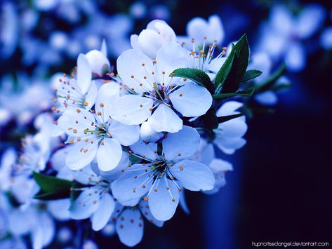 Blue Cherry Blossom Wallpaper, Blue Sakura Cherry Blossoms, Blue Cherry Blossoms, Cherry Blossom Vase, Blue Sakura, Sakura Aesthetic, Branch Light, 23 Runway, Blossom Wallpaper