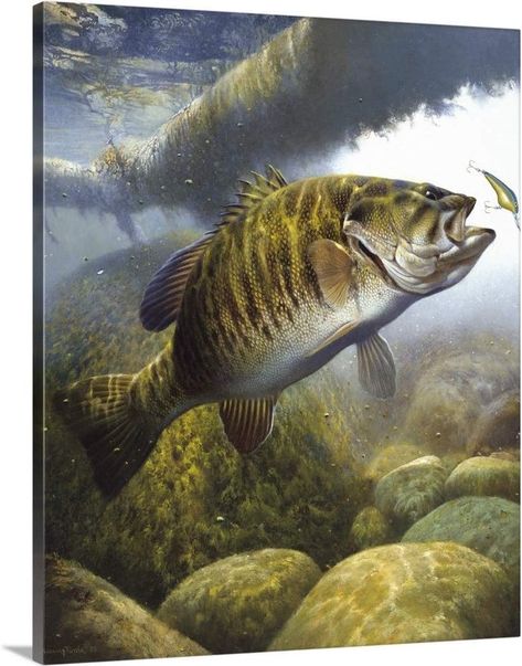 Smallmouth Bass 1S Canvas Wall Art Print, Home Decor Artwork, 36"x45"x1.5" fish art, bass art Jungle Animals Pictures, Bass Fishing Pictures, Lake Fish, Home Decor Artwork, Fish Artwork, Fishing Photography, Smallmouth Bass, 100 Euro, Fishing Pictures