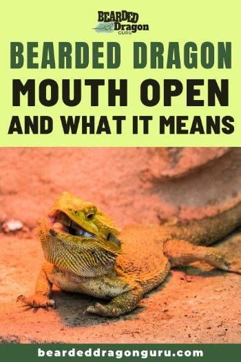 Bearded Dragon Body Language, Bearded Dragon Need To Know, Bearded Dragon Ideas, Bearded Dragon For Beginners, Bearded Dragon Pictures, Juvenile Bearded Dragon, Fancy Bearded Dragon, Bearded Dragon Care Sheet, Dragon Mouth