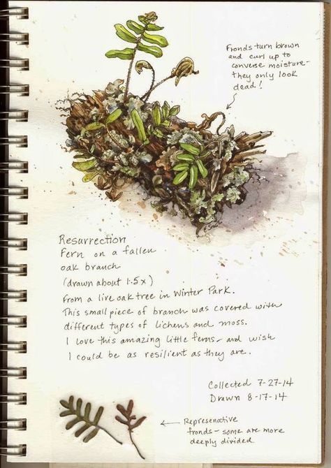 How to create a nature journal #heatherearles #herbnwisdom #naturalliving #author #naturejournal #science Nature Journal Cover, Nature Journal Kids, Nature Journal Prompts, Nature Journal Ideas, Diy Nature Journal, Botany Study, Resurrection Fern, Journal Sketches, Branch Drawing