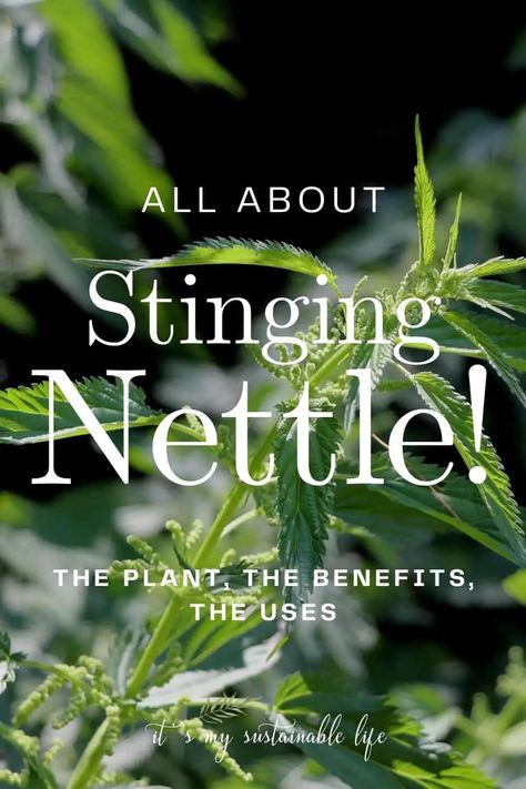 Stinging Nettle {The Plant, The Benefits, The Uses} - It's My Sustainable Life Stinging Nettle Plant, Stinging Nettle Tea Benefits, Nettles Benefits, Stinging Nettle Benefits, Benefits Of Stinging Nettle, Nettle Tea Benefits, Nettle Benefits, Lost Skills, Homemade Plant Fertilizer