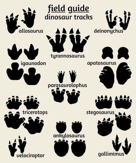 Dinosaur Tracks, Dinosaur Nursery, Dinosaur Art, Field Guide, Different Types, Nursery, Animals, Art