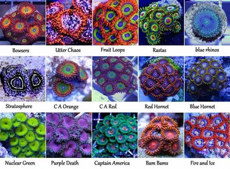 Assortment of corals with their hobby names. Types Of Coral Reef, Coral Types, Saltwater Aquarium Beginner, Types Of Coral, Reef Tank Aquascaping, Saltwater Aquarium Setup, Coral Fish Tank, Coral Aquarium, Sea Anemones