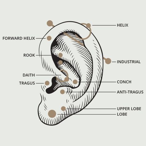 A diagram of the locations in the ear which can be pierced Piercing Diagram, Ear Piercing Diagram, Different Types Of Ear Piercings, Flamingo Jewelry, Types Of Ear Piercings, Pretty Ear Piercings, Heavy Earrings, Ancient Persian, Types Of Piercings