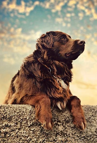 Handsome Dog, Sweet Picture, Pretty Dog, Dog Hero, Dog Heaven, Beautiful Dog, Deep Thought, Brown Dog, Blue Skies