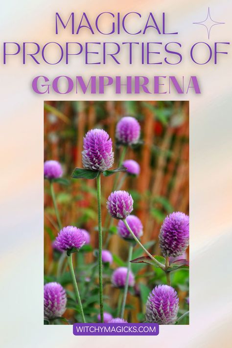 Delve into the celebrated Gomphrena plant, revered not only for its robust medicinal uses but also for its contributions to ecological balance, offering a harmonious blend of healing and environmental stewardship. #Gomphrena #MagicalProperties #EcologicalBalance Dried Gomphrena Crafts, Gomphrena Flowers, Amaranth Flower, Environmental Stewardship, Globe Amaranth, Flower Meanings, Herbal Magic, Mystical World, Flower Stand