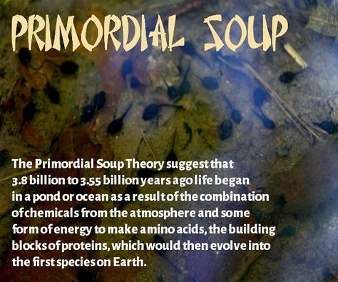 Primordial Soup, Life on Earth Primordial Soup, Life On Earth, Natural History, On Earth, Evolution, Universe, Science, Writing, History