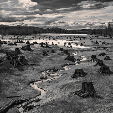 Stumps, Alder Lake, Nisqually River, Oregon © Hal Gage, United States of America, 1st Place, Open, Landscape (Open Competition), 2019 Sony World Photography Awards Sony World Photography Awards, Grayson Perry, Photo Awards, Photography Competitions, Kanazawa, World Photo, World Photography, Photography Awards, Natural Phenomena