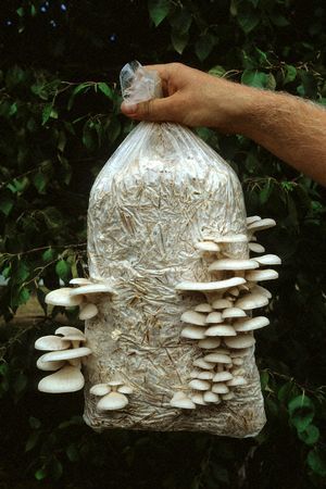 Oyster Mushroom Cultivation Oyster Mushroom Cultivation, Mushroom Oyster, Growing Mushrooms At Home, Mushroom Kits, Mushroom Grow Kit, Mushroom Growing, Pearl Oyster, Mushroom Cultivation, Garden Mushrooms