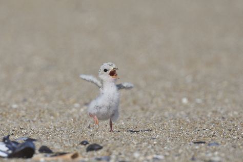 Cute Ducklings, Baby Birds, Hapkido, Instagram Image, Wildlife Photos, Cute Animals Images, Baby Bird, Swallows, Photo Of The Day