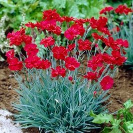 Dianthus Flowers, High Country Gardens, American Meadows, Front Gardens, Low Maintenance Landscaping, Zone 5, Landscaping Tips, Gardening Landscaping, Landscaping With Rocks