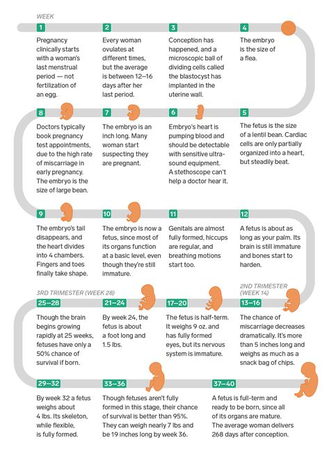 Prenatal Development Stages, Fetal Growth Chart, Fetal Development Week By Week, Stages Of Fetal Development, Pregnancy Diets, Prenatal Development, Medical Ultrasound, Birth Education, Pregnancy Week