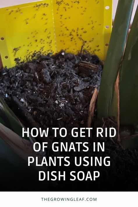 Say goodbye to pesky gnats in your plants! 🪴 Learn how to create a simple and effective DIY solution using dish soap to keep your indoor garden gnat-free. Get step-by-step guidance on making your own natural insecticide and safeguarding your plants against future infestations. 🌿 #PlantCare #GnatRemoval #DIYInsecticide Homemade Gnat Spray, Houseplant Gnats How To Get Rid, How To Get Rid Of Soil Gnats, How To Get Rid Of Knats In My Plants, How To Get Rid Of Indoor Plant Gnats, Kill Gnats In House Plants, Gnat Spray For Plants, Soil Gnats House Plants, How To Keep Bugs Off Plants