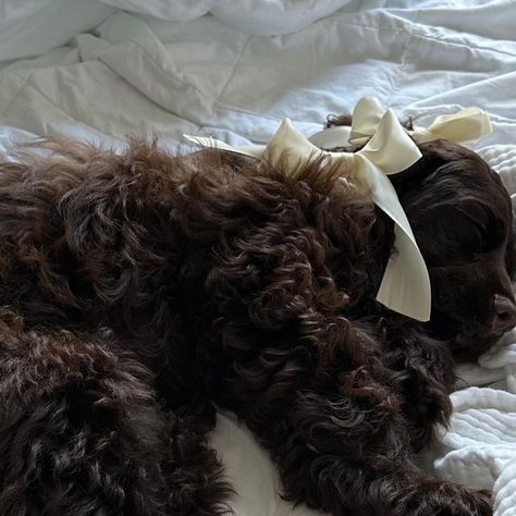 Kiara Springs | Amazon Fashion on Instagram: "My little baby 🥹 #cockerspaniel #cockerspanielpuppy #cockerspaniels #cockerspanielcuties #coquette #coquetteaesthetic #coquettecore #coquettepuppy" Cocker Spaniel Coquette, Cocker Spaniel Puppies, Cute Animal Photos, Cocker Spaniel, Amazon Fashion, Animal Photo, Spaniel, Cute Dogs, Cute Animals