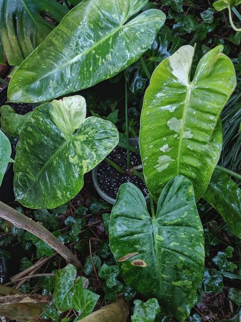 Philodendron domesticum variegatum Philodendron Domesticum, Plant Wishlist, Philodendron Plant, Home Flowers, House Plant, Garden Diy, Tropical Plants, Green Living, Plant Lover