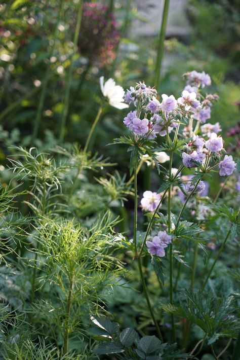 Before & After: A Seaside English Garden by Farlam & Chandler Perennial Borders, Geranium Pratense, Outdoor Images, Seaside Garden, Small Backyard Gardens, Longwood Gardens, English Cottage Garden, Garden Shrubs, Patio Backyard