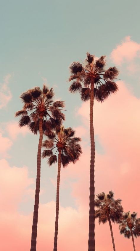 Tree sky outdoors nature.  | premium image by rawpixel.com / Sasi Iphone Sunset Wallpaper, Sunset Wallpaper Iphone, Iphone Wallpaper Summer, Iphone Wallpaper Pink, Palm Trees Wallpaper, Nice Designs, Summer Aesthetics, Wallpaper Summer, Phone Wallpaper Boho