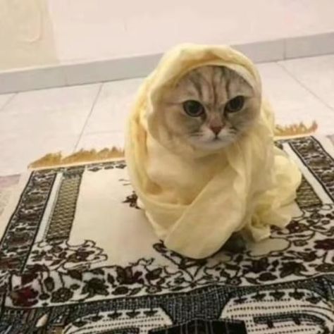 Islamic Cat, Muslim Cat, Cat Profile, Cat Hacks, Silly Cats Pictures, Cute Cats Photos, Super Cute Animals, Pretty Animals, Cat Owner