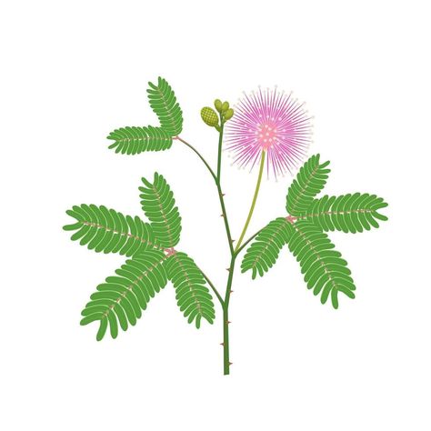 Mimosa Pudica, Sensitive Plant, Herbal Plants, Batik Art, Plant Drawing, All About Plants, Mimosa, Vector Art, Plant Leaves