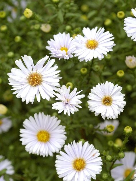 detail of white aster perennial blooms Aster Perennial, White Perennial Flowers, Tall Perennial Flowers, Flowering Shade Plants, White Aster, Moss Phlox, Blue Hosta, Easy Perennials, Texas Wildflowers