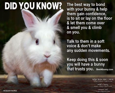 Bunny Hacks, Rabbit Tips, Bunny Care Tips, Bunny Things, Lionhead Bunny, Pet Rabbit Care, Lionhead Rabbit, Bunny Room, Raising Rabbits