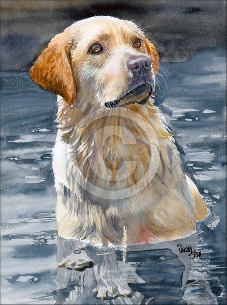 Bailey by Judith Stein on ARTwanted Contemporary Watercolor Art, Portraits Pop Art, Golden Retriever Art, Painting Portraits, Yellow Labrador Retriever, Contemporary Watercolor, Lab Dogs, Most Popular Dog Breeds, Dog Print Art