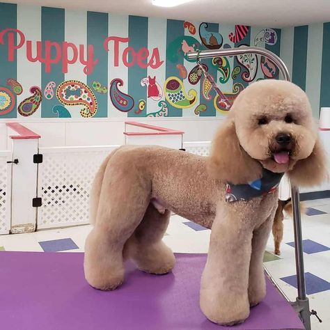 15 Best Goldendoodle Haircuts (With Pictures) Doodle Haircuts, Doodle Grooming, Goldendoodle Haircuts, Model Sailboats, Goldendoodle Grooming, Puppy Haircut, Poodle Cuts, Healthy Dog Treats Homemade, Golden Doodles