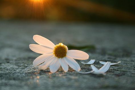 he love me daisy image | he loves me, he loves me not | Flickr - Photo Sharing! Does He Love Me, Nobody Loves Me, Love Me More, Learning To Let Go, He Loves Me, Foto Art, Daisy Flower, Floral Rings, Dandelion