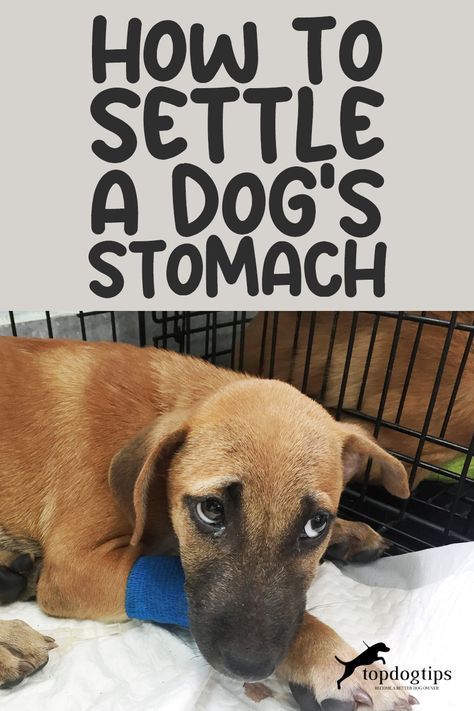 A dog's upset stomach can stem from many causes, from dietary indiscretion to stress. 🐶🌀 While severe cases should always be seen by a vet, are there gentle ways you can help settle your dog's stomach at home? Discover soothing remedies and tips in our guide to calming your dog's upset tummy! 📘🌿 Dog Sick Stomach, Dog Tummy Ache Remedy, Pumpkin For Dogs Upset Stomach, Upset Stomach Remedy For Dogs, Dog Upset Stomach Remedies, Sick Dog Remedies, Upset Stomach Food, Upset Stomach Remedy, Stomach Bacteria