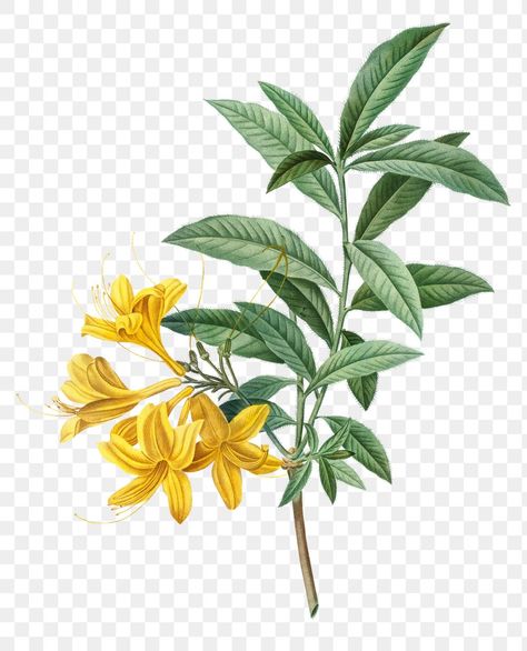 Yellow Flowers Illustration, Marginata Plant, Myrtle Flower, Laurel Plant, Honeysuckle Plant, Judas Tree, Peony Illustration, Aquarium Architecture, Paper Mulberry