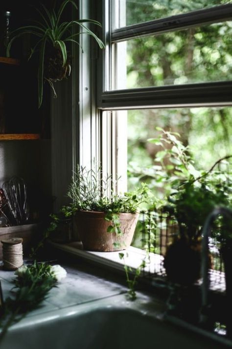 Panaceas Pantry, Plant Styling, Deco House, Casa Country, Ivy House, Deco Nature, Plants Decor, Window View, Through The Window