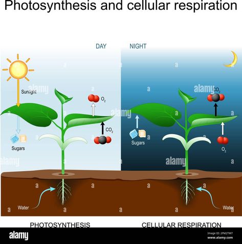 Plant Respiration, Process Poster, Photosynthesis And Cellular Respiration, Cellular Respiration, Education Science, Plant Cell, Photosynthesis, All About Plants, Day And Night