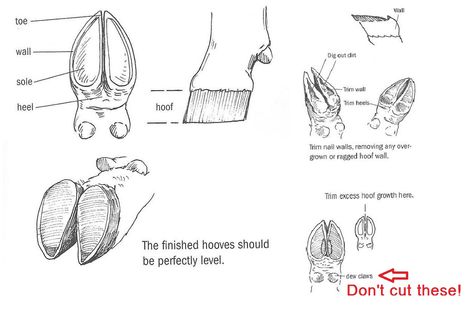 Got Your Goat Info: All About Goats: A Guide to Trimming Goat Hooves Hoof Anatomy, Trimming Goat Hooves, Goat Hoof Trimming, Goat Hooves, Cow Hoof, Cow Hooves, Livestock Judging, Bd Design, Goat Health