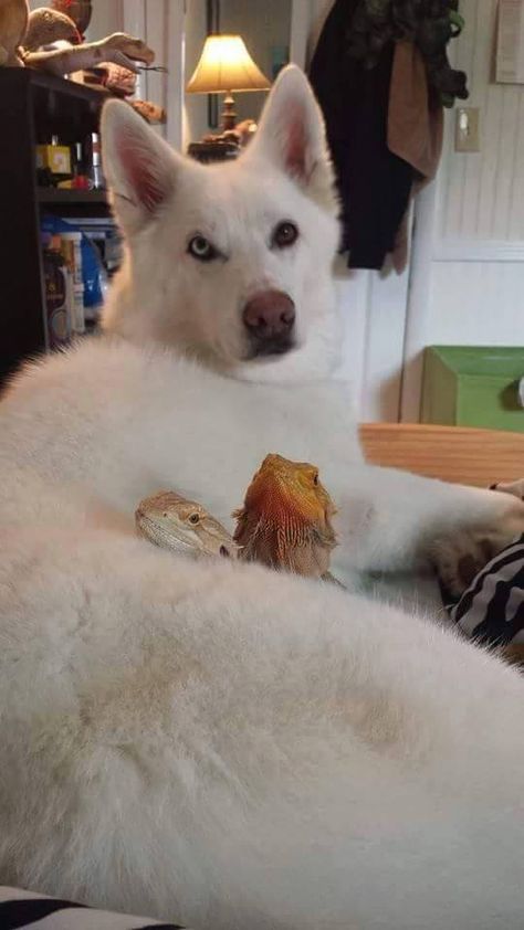 Bearded Dragon And Dog, Dragon Tamer, Dragon Funny, National Geographic Animals, Bearded Dragon Funny, Baby Bearded Dragon, Bearded Dragon Cute, Pet Lizards, Bearded Dragon Care