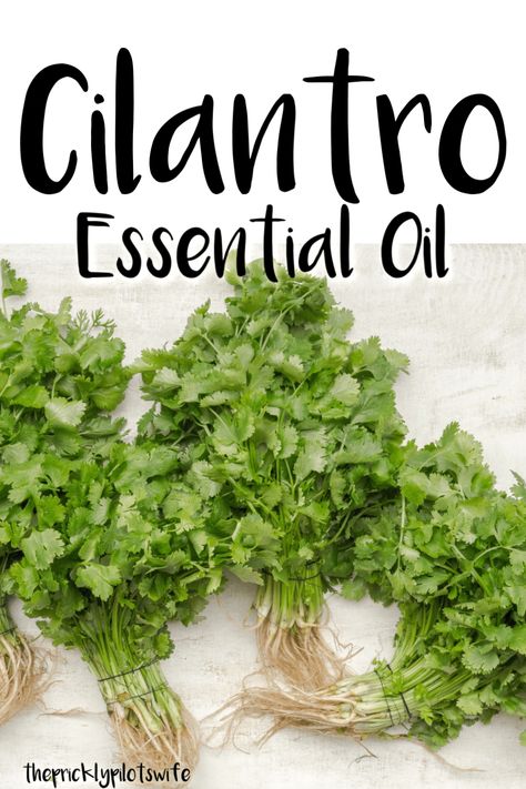 Image of Cilantro with "Cilantro Essential Oil" written over the image // The Prickly Pilot's Wife Cilantro Essential Oil Uses, Cilantro Essential Oil, Cilantro Oil, Cilantro Plant, Pilot Wife, Diy Essential Oil Recipes, Citrus Essential Oil, Diy Essential Oils, Diy Recipes