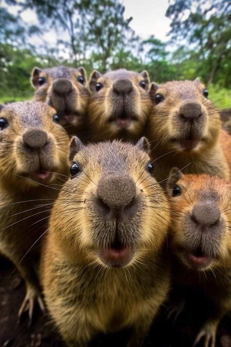 Random Reference Photos Animals, Funny Animal Pfp, Capybara Pictures, Animal Pfp Funny, Funny Animated Pictures, Animal Selfie, Animal Selfies, Funny Animal Pics, Animal Pfp