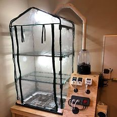 Mushroom Fruiting Environments | MycoLogic Mushroom Cultivation At Home, Mushroom Fruiting Chamber, Grow Cabinet, Lighting Temperature, Mushroom Grow Kit, Mushroom Cultivation, Large Mushroom, Garden Mushrooms, Grow Room