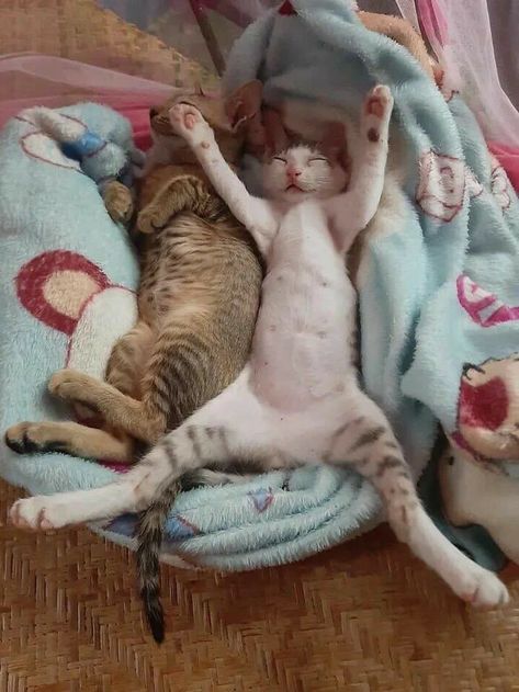 Two Cats, Cat Sleeping, Cute Cats And Kittens, Funny Animal Memes, Funny Cute Cats, Silly Cats, Funny Animal Pictures, Beautiful Cats, 귀여운 동물