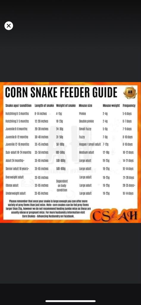 Creative Snake Enclosures, Diy Corn Snake Enclosure, Corn Snake Enclosure Ideas Diy, Corn Snake Cage Ideas, Cornsnakes Enclosure, Corn Snake Terrarium, Corn Snake Care, Corn Snake Enclosure Ideas, Corn Snake Enclosure