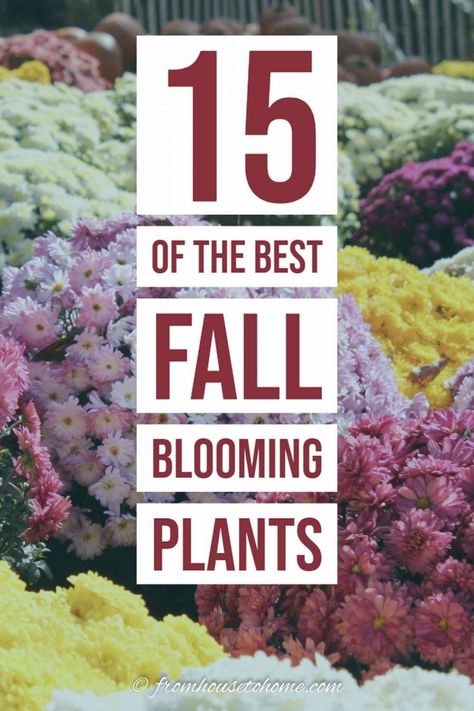 Looking to add some color to your fall garden with plants that are easy to grow and maintain? Find out the best plants that bloom in fall. #fromhousetohome #fall #gardening #gardenideas #garde   #fallflowers Plants For Fall, Fall Blooming Flowers, Blooming Perennials, Fall Perennials, Fall Gardening, House To Home, Full Sun Perennials, Full Sun Plants, Best Perennials