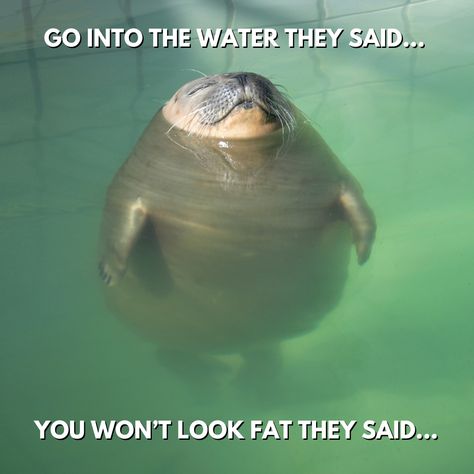 "Go into the water they said...you won’t look fat they said..." 😜  This hilarious seal meme perfectly captures that feeling when the pool doesn't hide what you thought it would! Share a laugh with this chubby, lovable seal living its best life in the water. It’s the perfect pick-me-up for your day!   #FatSealMeme #SealHumor #PoolStruggles #SealMeme #FunnyAnimalMemes #SealLife #AnimalHumor #ChubbySealVibes #WholesomeMemes #SealLovers Seal Memes Hilarious, Seal Meme, Fat Memes, Fat Animals, Into The Water, Pool Day, That Feeling, They Said, Funny Animal Memes