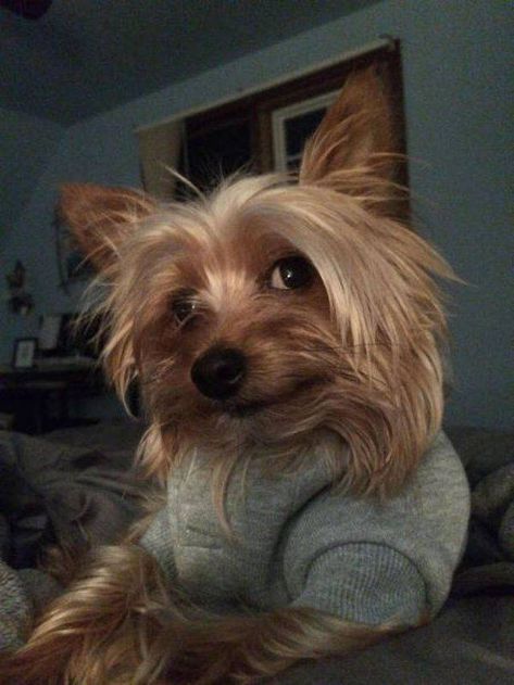 Silky Terrier, Yorkie Dogs, Sweet Animals, Yorkshire Terrier, Brighten Your Day, Yorkie, Animals And Pets, Yorkshire, Animal Pictures