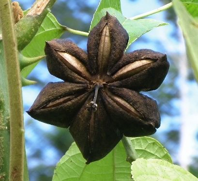 Coffee Menu Design, Sacha Inchi Oil, Sacha Inchi, Coffee Menu, Seed Pods, Menu Design, Peru, Nuts, Nature Inspiration