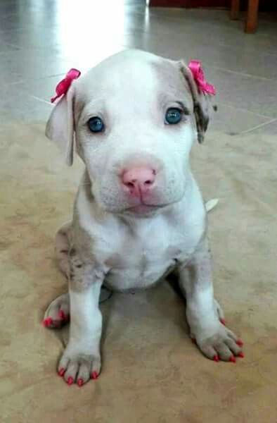 Pretty Pitbulls, Pit Puppies, Pitbull Quotes, Pink Bows, Pitbull Puppies, Pit Bulls, Pitbull Dog, Beautiful Dogs, Hercules