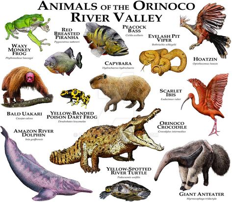 Animals of the Orinoco River Valley by rogerdhall.deviantart.com on @DeviantArt Amazon Animals, Animal Plates, Animals Information, Animal Poster, Animal Groups, Types Of Animals, Extinct Animals, Animal Species, Animal Facts