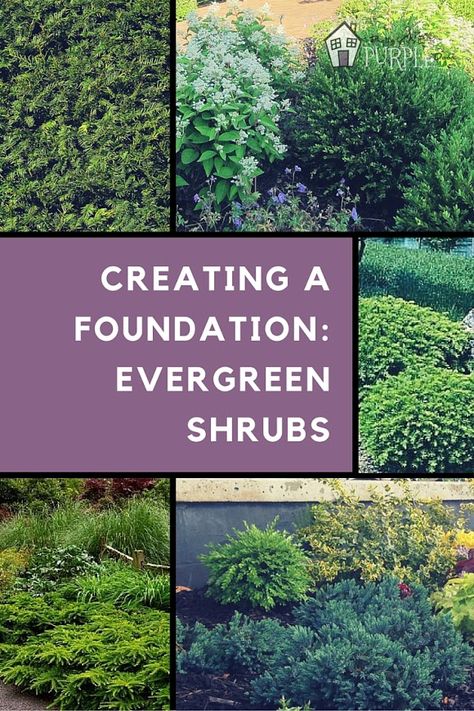 Evergreen Shrubs create a solid landscape foundation | PrettyPurpleDoor.com Evergreen Borders, Landscape Layering, Evergreen Foundation Planting, Landscaping Slope, Backyard Border, Foundation Shrubs, Happy Landscape, Shrubs For Landscaping, Landscaping Shrubs