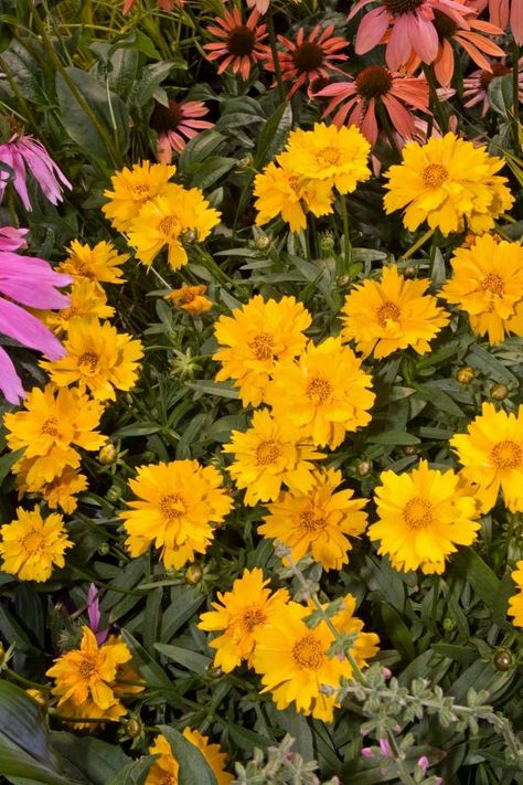 Tickseed Coreopsis, Easy Perennials, Hardy Hibiscus, Hgtv Garden, Full Sun Perennials, Sun Perennials, Garden Shrubs, Garden Pictures, Flowering Shrubs