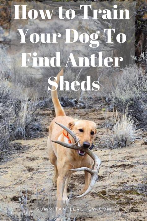 How To Teach Your Dog To Hunt Shed Antlers Whitetail Hunting, Puppy Tips, Dog Antlers, Dog Minding, Training Dogs, Easiest Dogs To Train, Shed Antlers, Portable Ac, Bird Dog