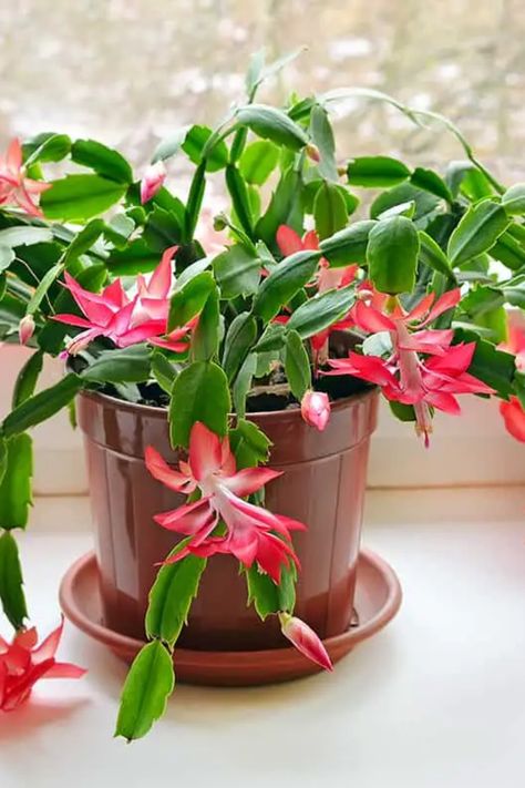 While Christmas cacti typically bloom during the holiday season, they can be coaxed into flowering more often. This article outlines how to get your Christmas cactus to bloom several times a year. Learn about the critical factors such as light, temperature, and watering that promote repeated blooming, and how to adjust these conditions for continuous floral displays. How To Get Christmas Cactus To Bloom, Christmas Cacti, Christmas Cactus Flower, Light Temperature, Indoor Cactus, Cactus Care, Air Plants Care, Banana Tree, Succulent Care